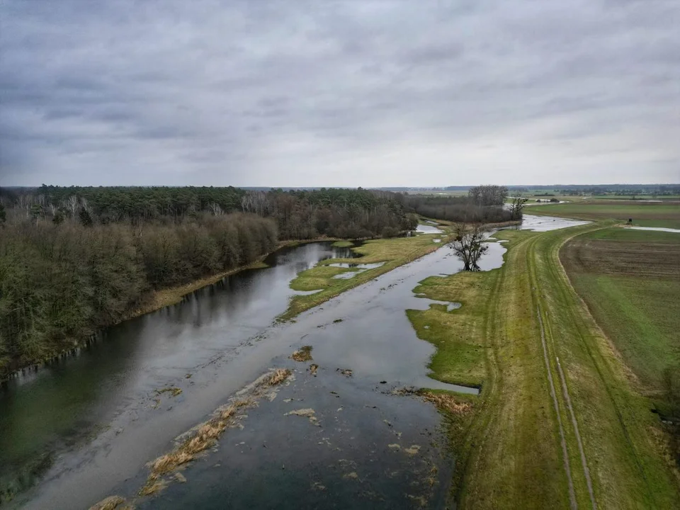 Leśników z Nadleśnictwa Jarocin cieszy to, że Lutynia się rozlewa