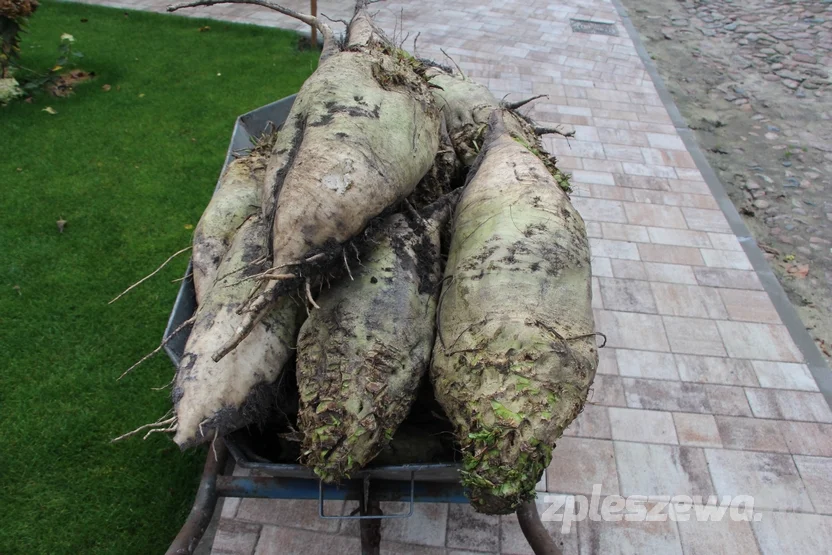 Pleszewianin wyhodował gigantyczne buraki