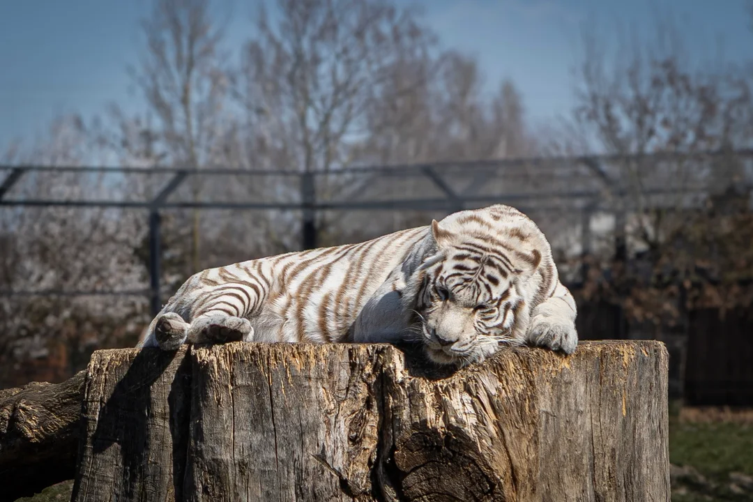 ZOO Borysew