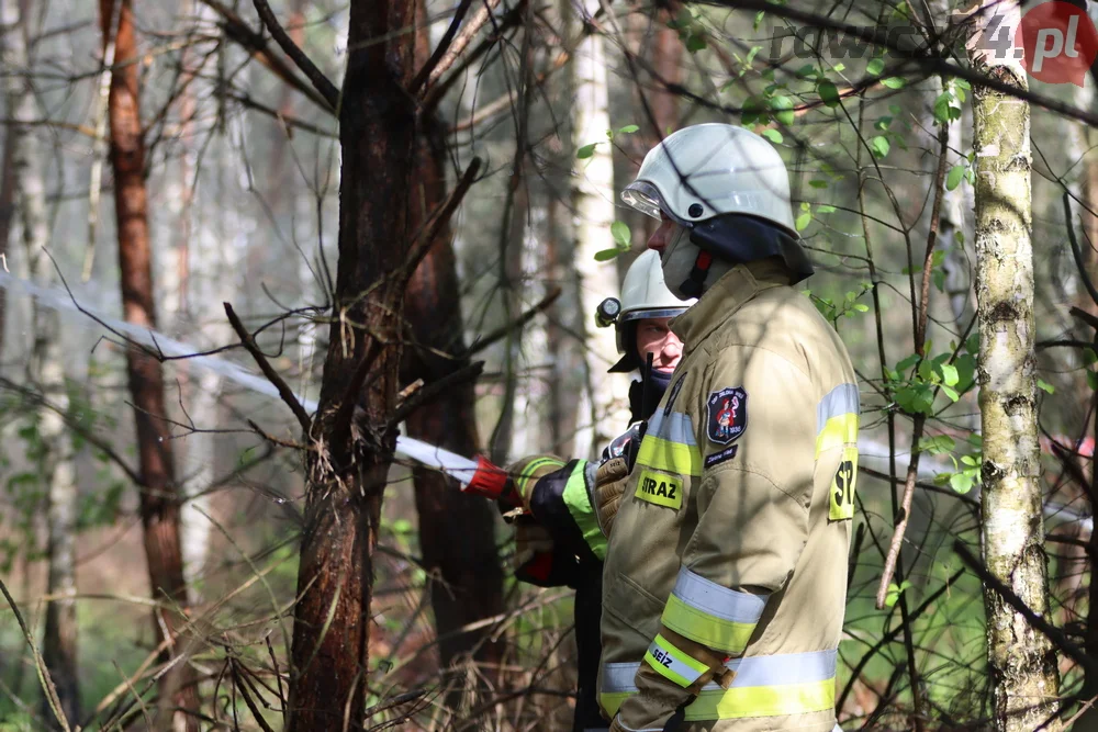 Pożar w lesie pomiędzy Zieloną Wsią a Dębnem Polskim