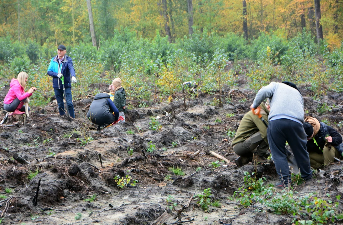 Kuklinów. Posadzili nowy las