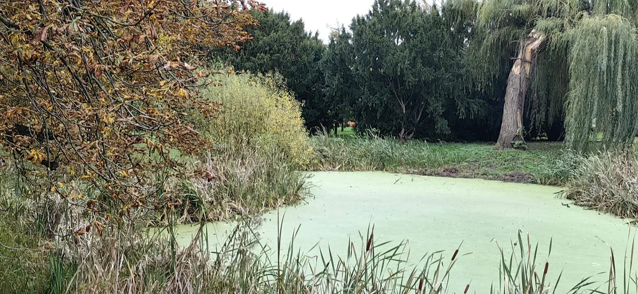 Park w Klęce to prawdziwa perełka. Warto zajrzeć tam właśnie teraz