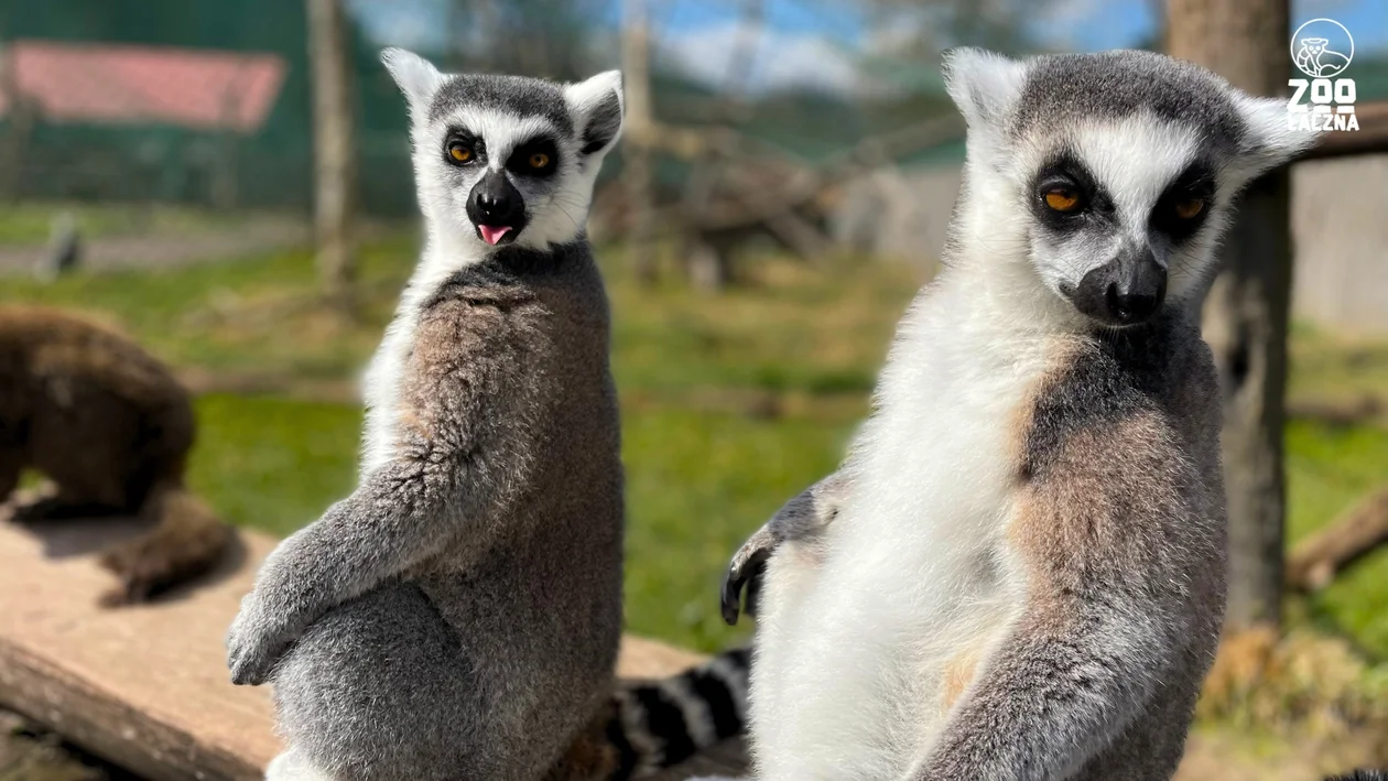 Świat Lemurów w Zoo Łączna. Można wejść na wybieg i nakarmić egzotyczne zwierzę - Zdjęcie główne