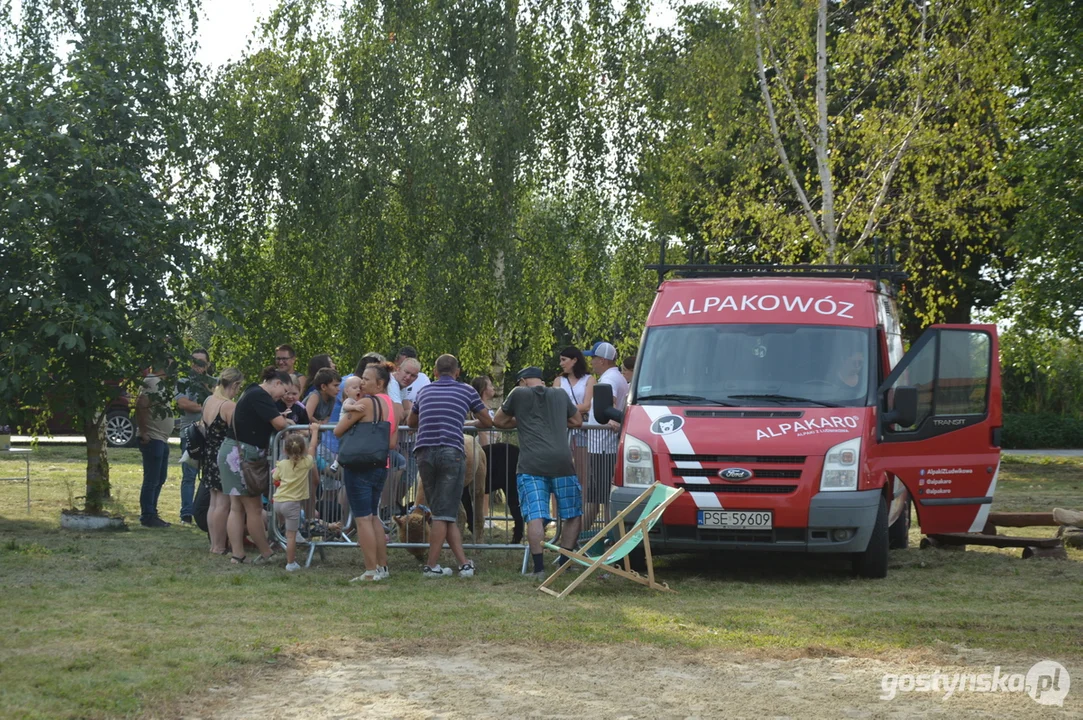 Prawdziwym hitem tegorocznych dożynek i festynu w Wycisłowie były alpaki