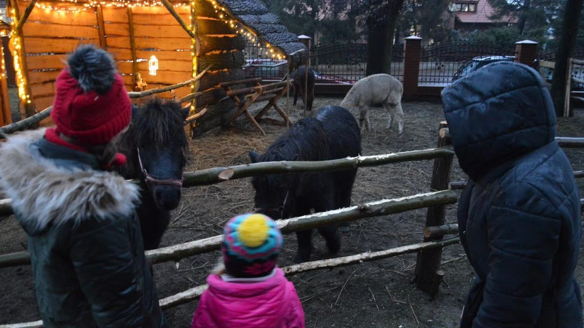 Żywa szopka bożonarodzeniowa w Nieparcie. Alpaki, kucyki, koziołki i owce zawsze parami w zagrodzie - Zdjęcie główne