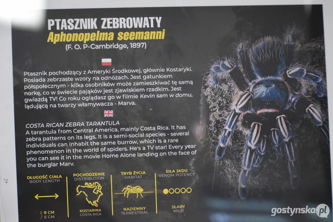 Wystawa pająków w Piaskach 2025