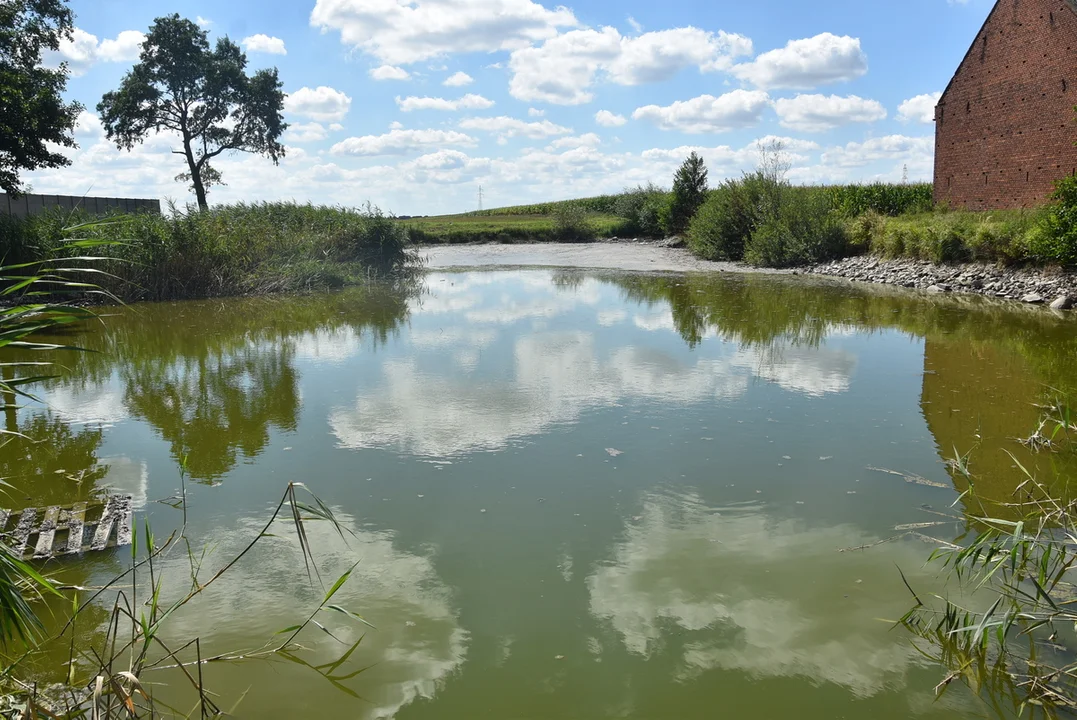 Rewitalizacja stawów w Strzelcach Wielkich i Strzelcach Małych