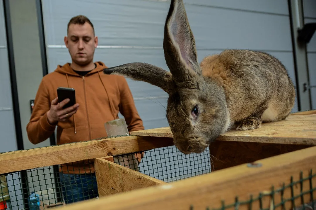 W Jarocinie trwająTargi Wiosenne i "WIelkanoc w parku Radolińskich"