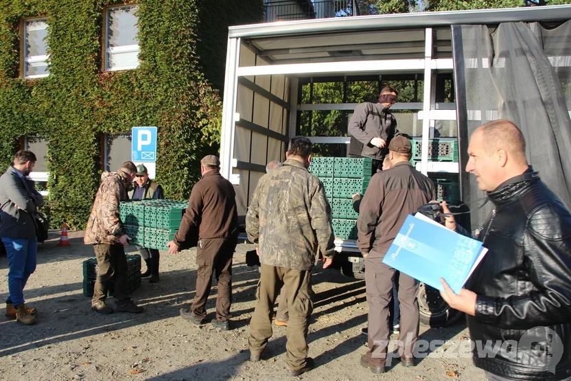 Wypuścili kuropatwy na terenie powiatu pleszewskiego