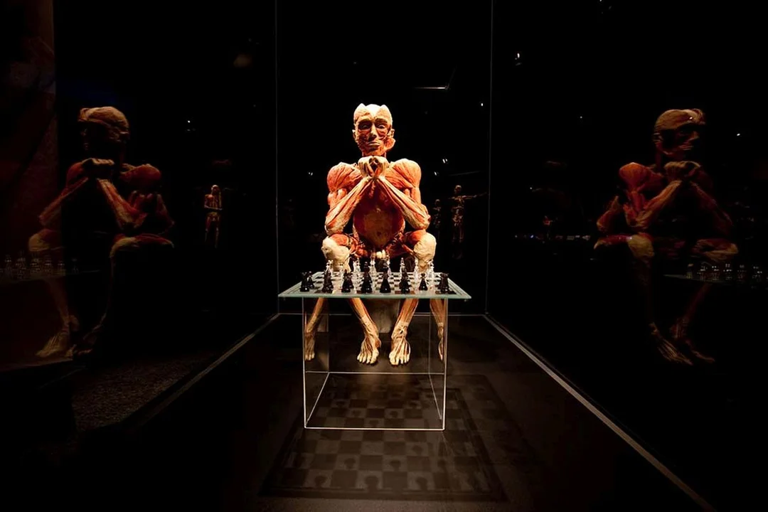 Niesamowita wystawa Body Worlds w Poznaniu przedłużona. Do kiedy?