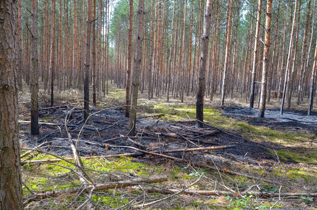 Pożary lasów w gminie Jarocin