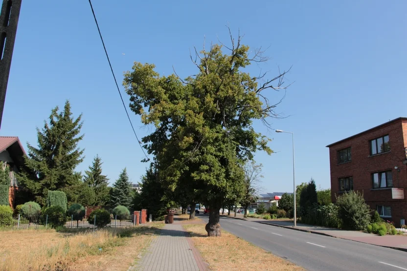 Mieszkańców niepokoi stan drzew na ul. Marszewskiej. - Tu się kiedyś coś stanie - mówią - Zdjęcie główne