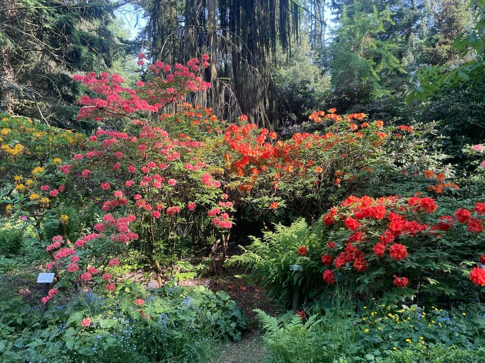 Arboretum Kórnickie