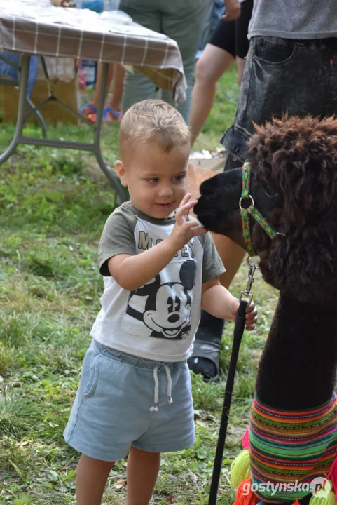 Rodzinny piknik w Pogorzeli - z alpakami i kamykami