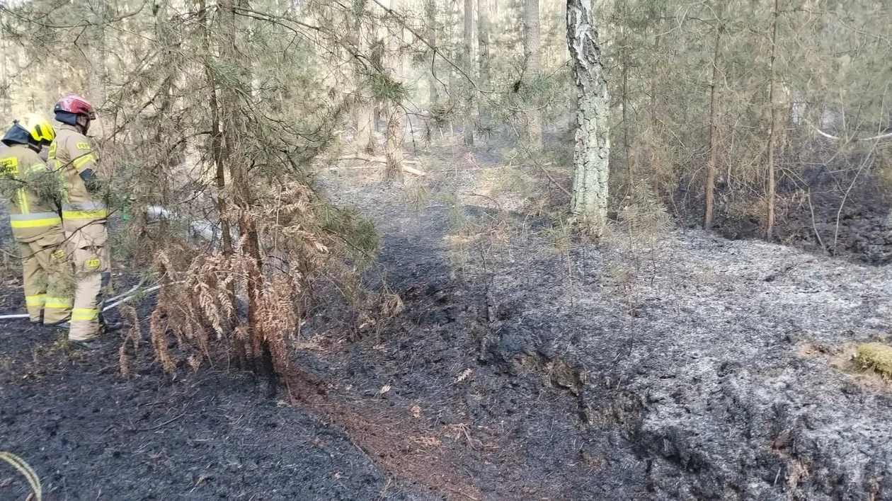 Pożar lasu w Starym Oleścu