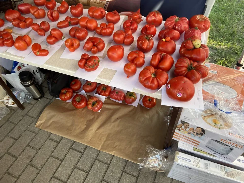 Święto Pomidora Kotlin 2022