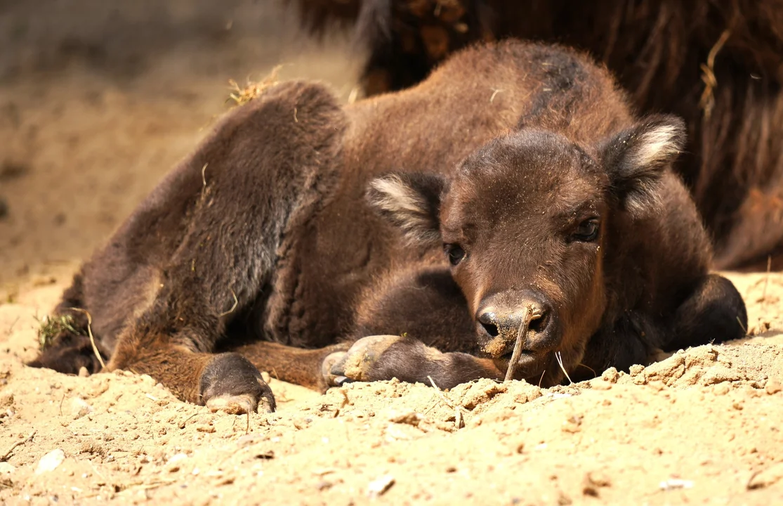 Żubrzyca z Gołuchowa ma imię!