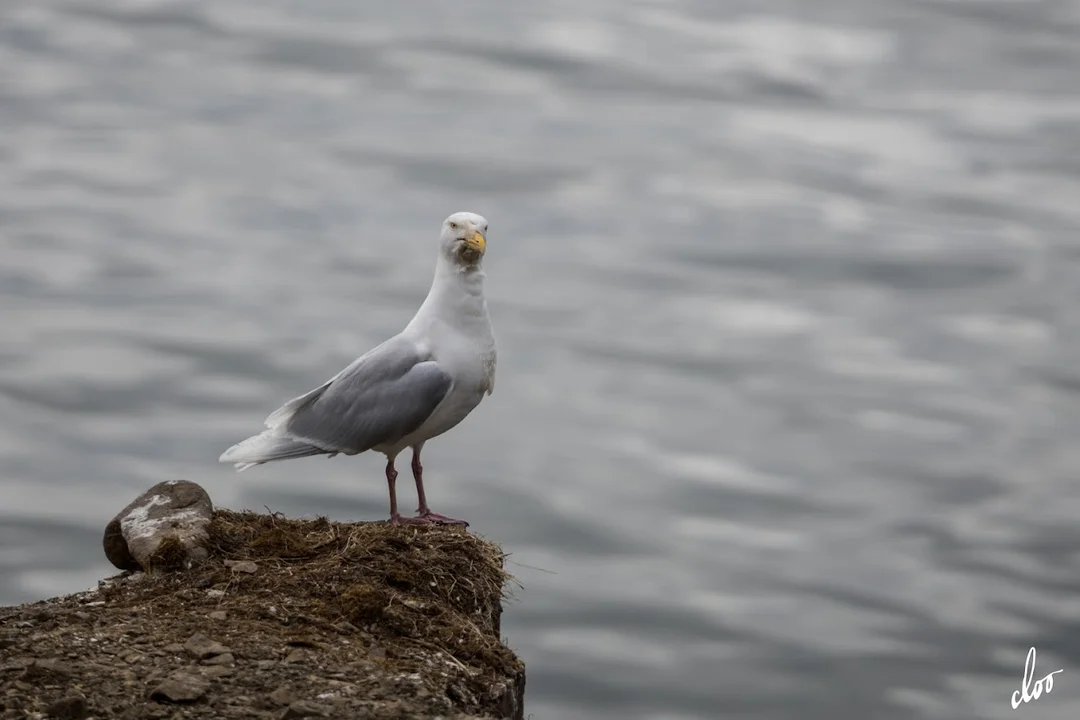 Wyprawa pleszewian na Spitsbergen