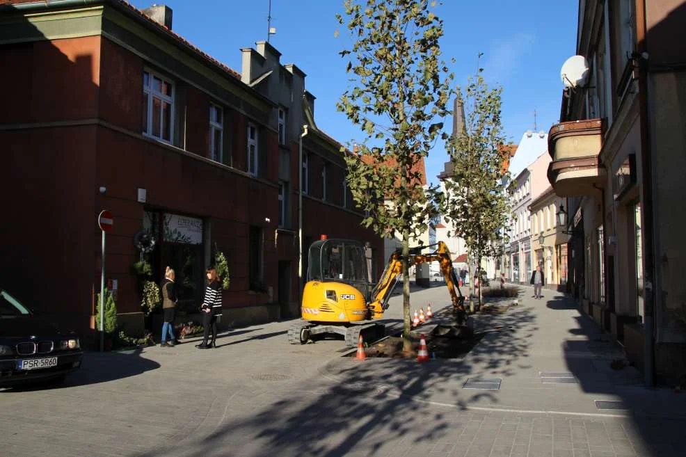 Nasadzenie zieleni w centrum Jarocina