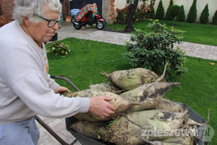 Pleszewianin wyhodował gigantyczne buraki