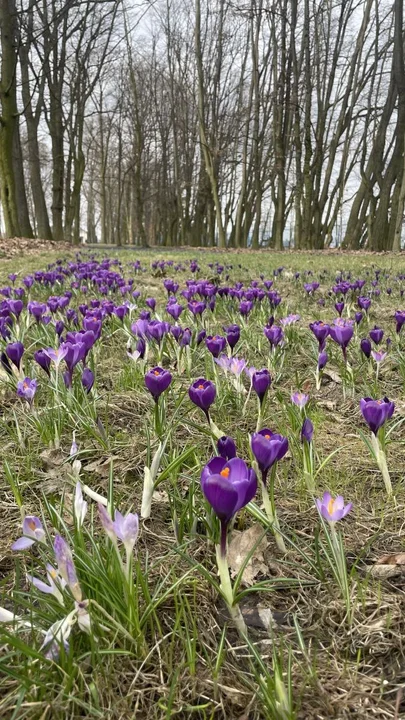 Kto widział już wiosnę w parku?