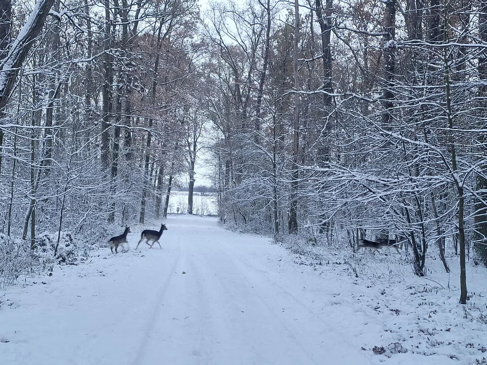 Zima w Gostyniu - zasypane śniegiem miasto