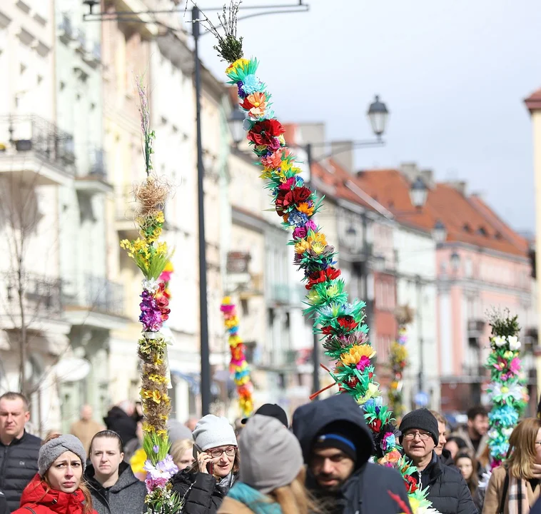 Najdłuższe palmy miały ponad 3 metry