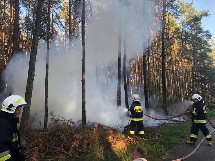 Pożar lasu w miejscowości Kolonia Obory [ZDJĘCIA] - Zdjęcie główne