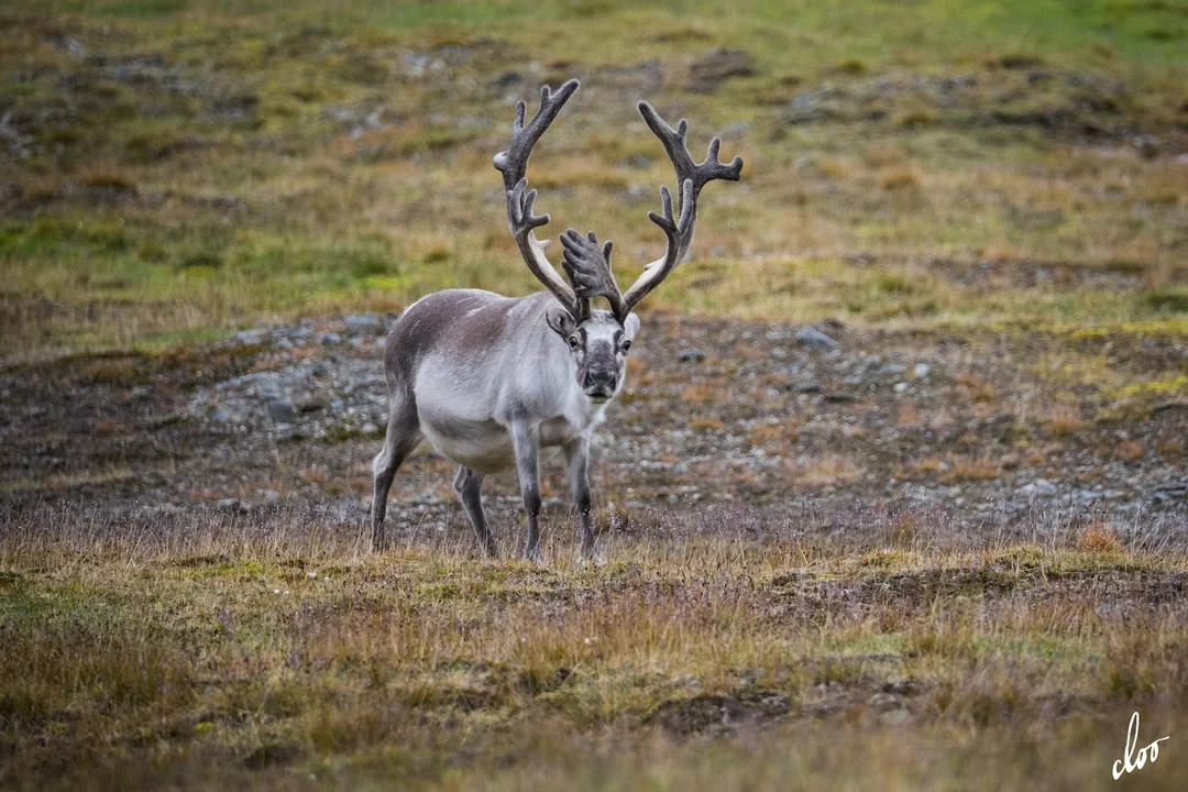 Wyprawa pleszewian na Spitsbergen