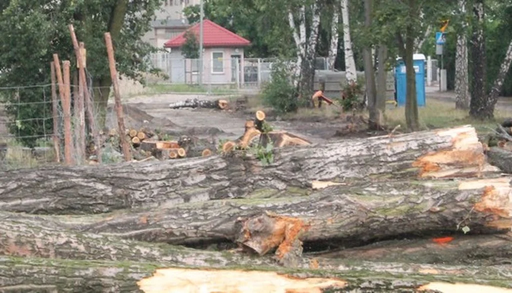 Wycięli drzewa w Pleszewie. Burmistrz tłumaczy dlaczego [ZDJĘCIA] - Zdjęcie główne