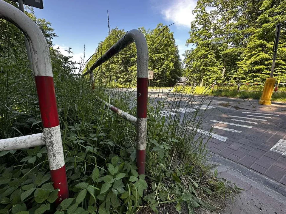 Zarośnięte pobocza przy drogach w powiecie jarocińskim