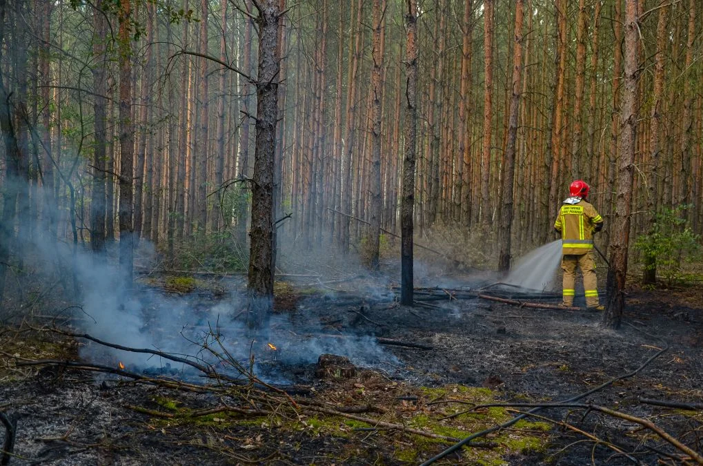 Pożary lasów w gminie Jarocin