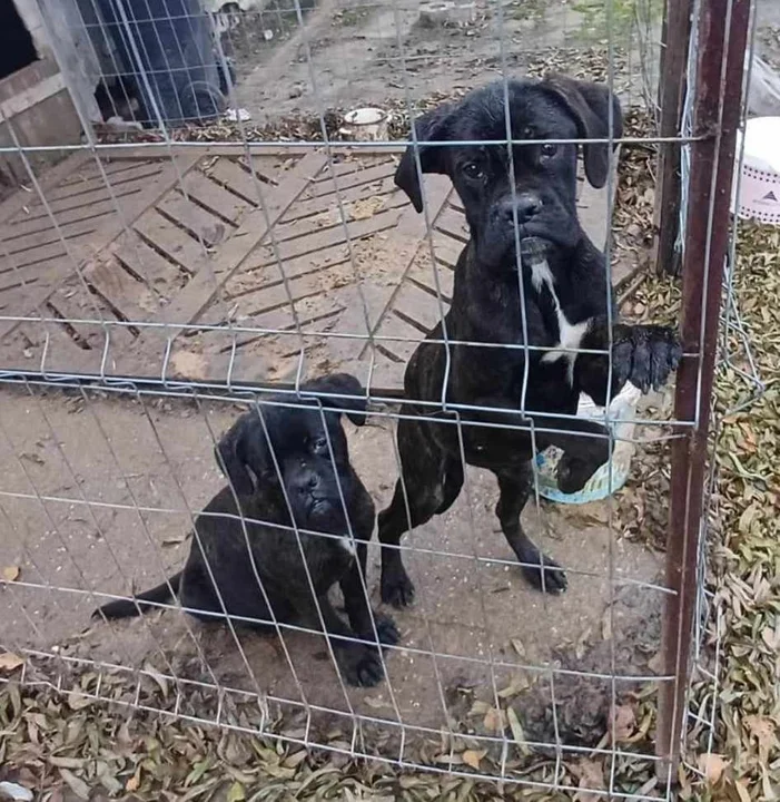 Zaniedbane psy znalezione na posesji koło Pleszewa