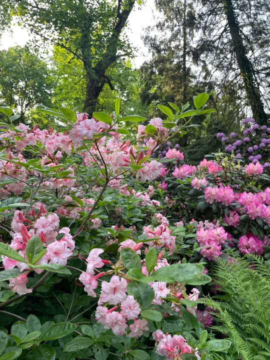 Arboretum Kórnickie