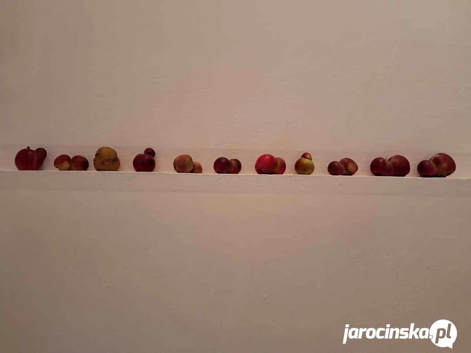 Pana z Jabłkami w Jarocinie kojarzą wszyscy. Zajrzeliśmy do jego sadu w Grójcu
