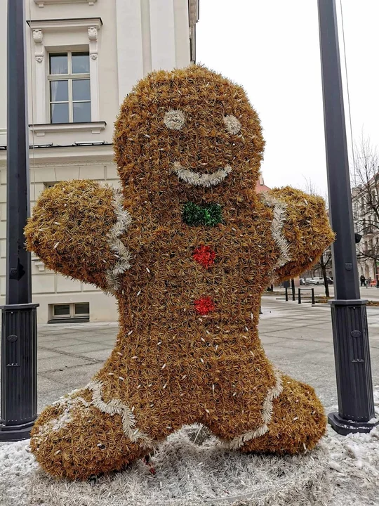 Miasto zapala iluminacje i wstawia żywą choinkę na rynek