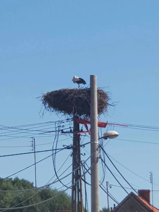 Bociany w powiecie gostyńskim zwiastują wiosnę