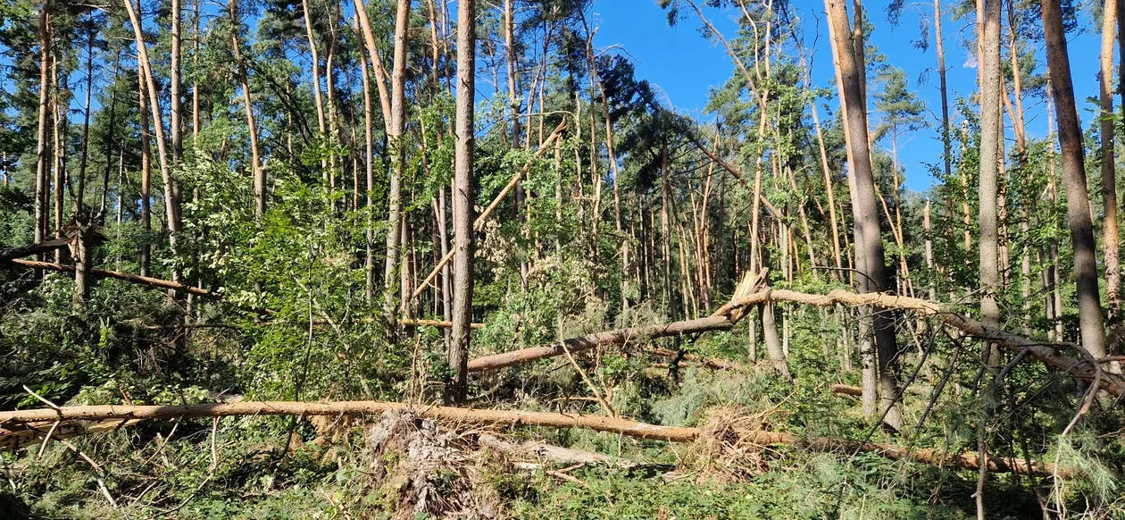 Przeszła nawałnica, są duże straty. Ważny apel leśników do spacerowiczów