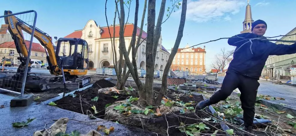 Sadzenie drzew na rynku w Jarocinie