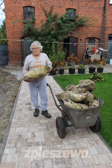 Pleszewianin wyhodował gigantyczne buraki