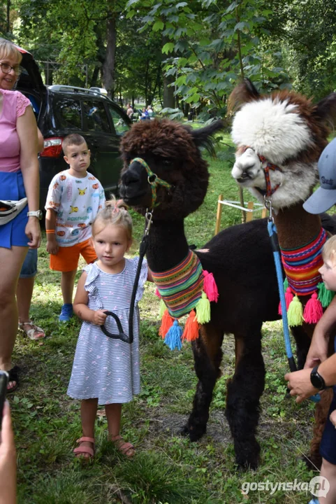 Rodzinny piknik w Pogorzeli - z alpakami i kamykami