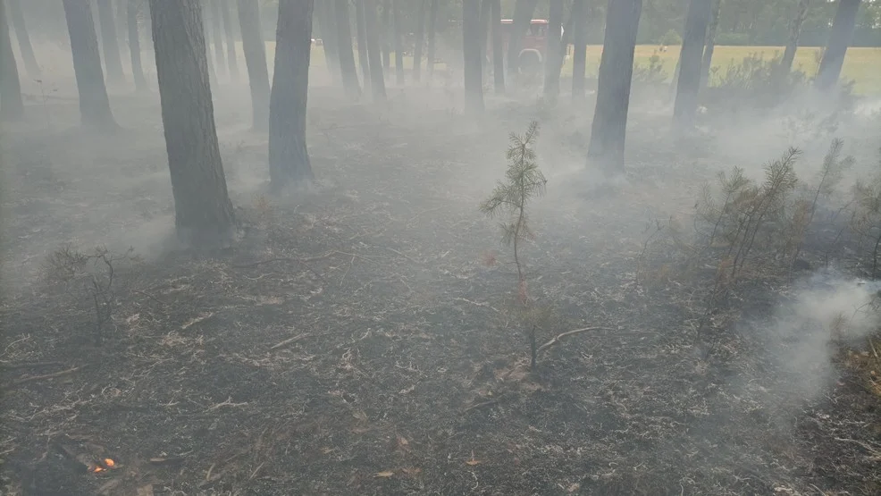 Pożar lasu w gminie Pakosław. W akcji strażacy i samolot gaśniczy [ZDJĘCIA] - Zdjęcie główne