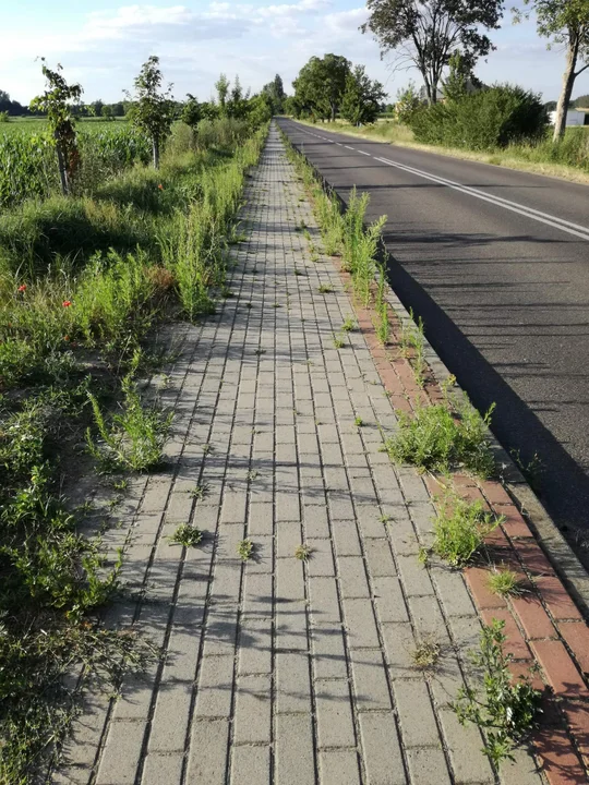 Chodnik w Pieruchach cały porośnięty jest chwastami