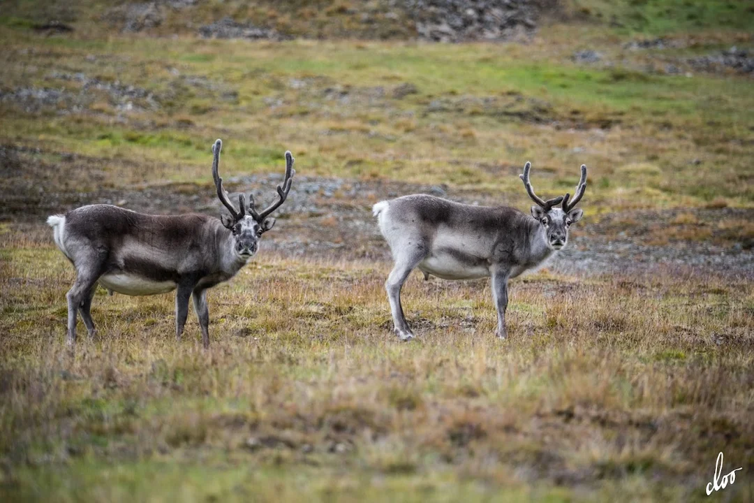 Wyprawa pleszewian na Spitsbergen