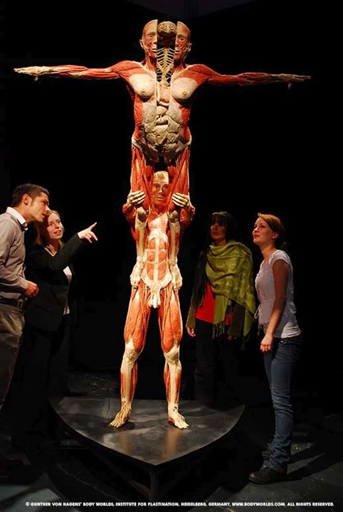 Niesamowita wystawa Body Worlds w Poznaniu przedłużona. Do kiedy?