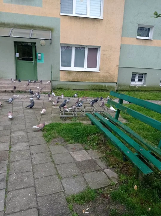 "Nie ma serca nie karmić gołąbków" - horror mieszkańców trzech bloków w Jarocinie