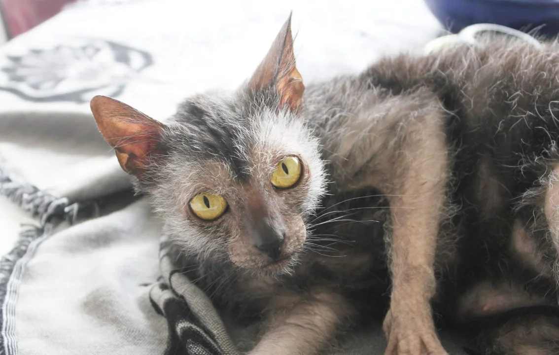 Lykoi przypomina wilkołaka.