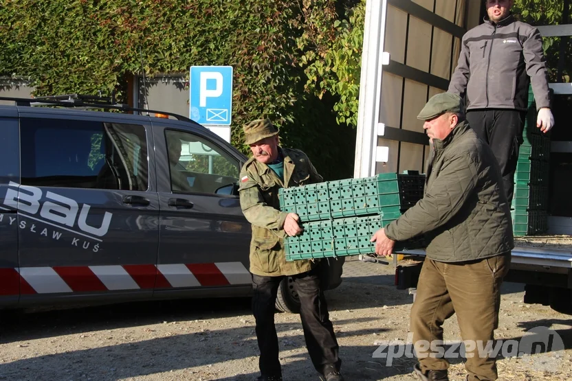 Wypuścili kuropatwy na terenie powiatu pleszewskiego