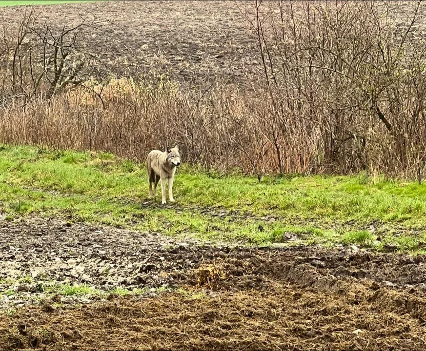 Wilk na granicy powiatów jarocińskiego i pleszewskiego 