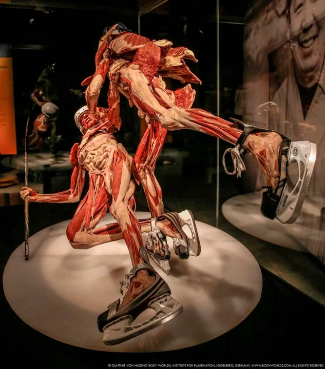 Niesamowita wystawa Body Worlds w Poznaniu przedłużona. Do kiedy?